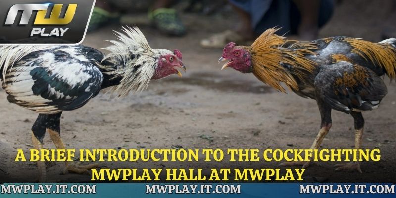 Overview of information about Cockfighting Mwplay at Mwplay