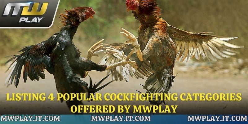 Listing 4 popular cockfighting categories offered by Mwplay