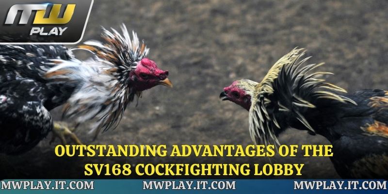 The outstanding advantages of SV168 cockfighting that cannot be overlooked