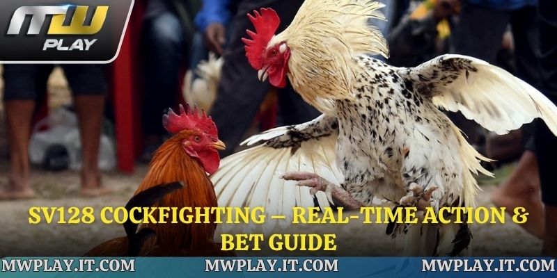 SV128 Cockfighting – Real-Time Action & Bet Guide