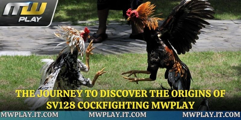 The journey to discover the origins of SV128 Cockfighting Mwplay