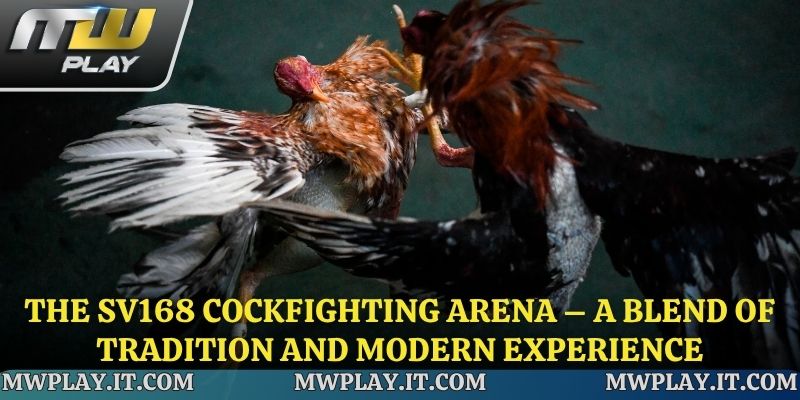 The SV168 cockfighting arena has a long history